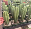 #EC233 EXACT Trichocereus Scopulicola Crocker X Scop Spud Seedling 6-8”