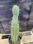 #EC236 EXACT Trichocereus "Lost Label" Cactus 18”
