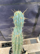 #EC236 EXACT Trichocereus "Lost Label" Cactus 18”