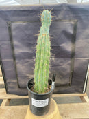 #EC236 EXACT Trichocereus "Lost Label" Cactus 18”