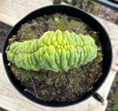 #EC239 EXACT Trichocereus Pachanoi Crest in 8” container