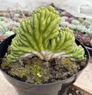 #EC239 EXACT Trichocereus Pachanoi Crest in 8” container