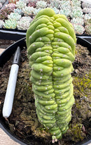 #EC239 EXACT Trichocereus Pachanoi Crest in 8” container