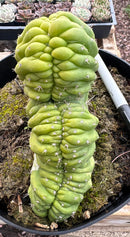 #EC239 EXACT Trichocereus Pachanoi Crest in 8” container