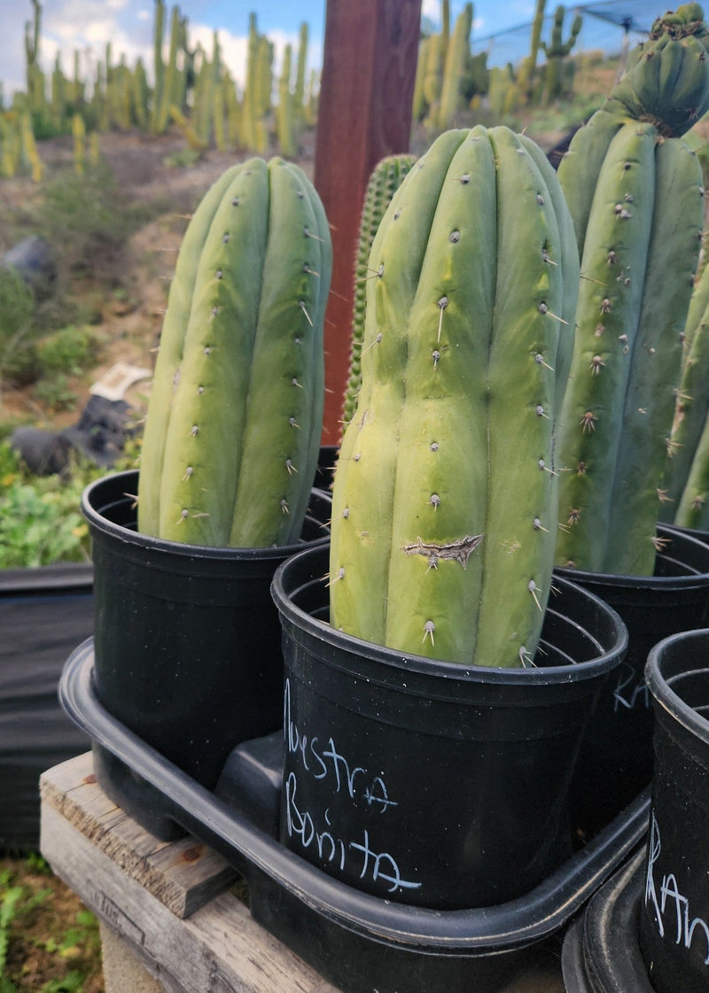 #EC240 EXACT Trichocereus Pachanoi  Nuestra Bonita Cactus Cutting 8-15"