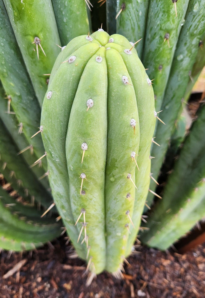 #EC240 EXACT Trichocereus Pachanoi  Nuestra Bonita Cactus Cutting 8-15"