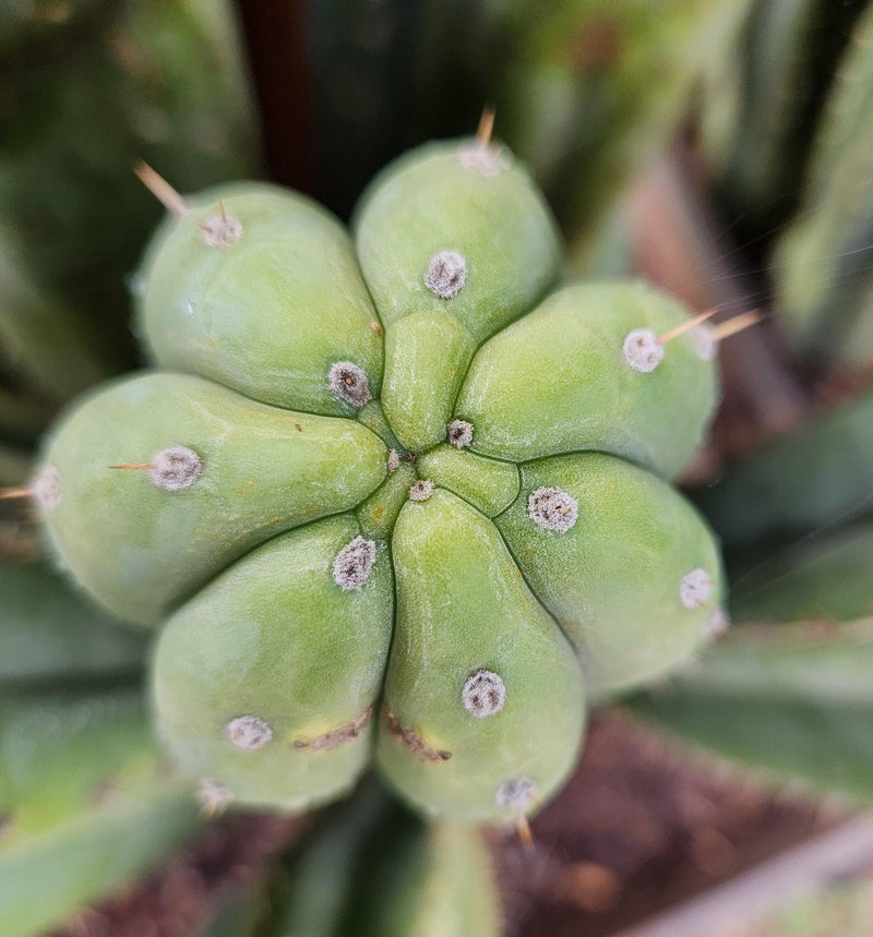 #EC240 EXACT Trichocereus Pachanoi  Nuestra Bonita Cactus Cutting 8-15"