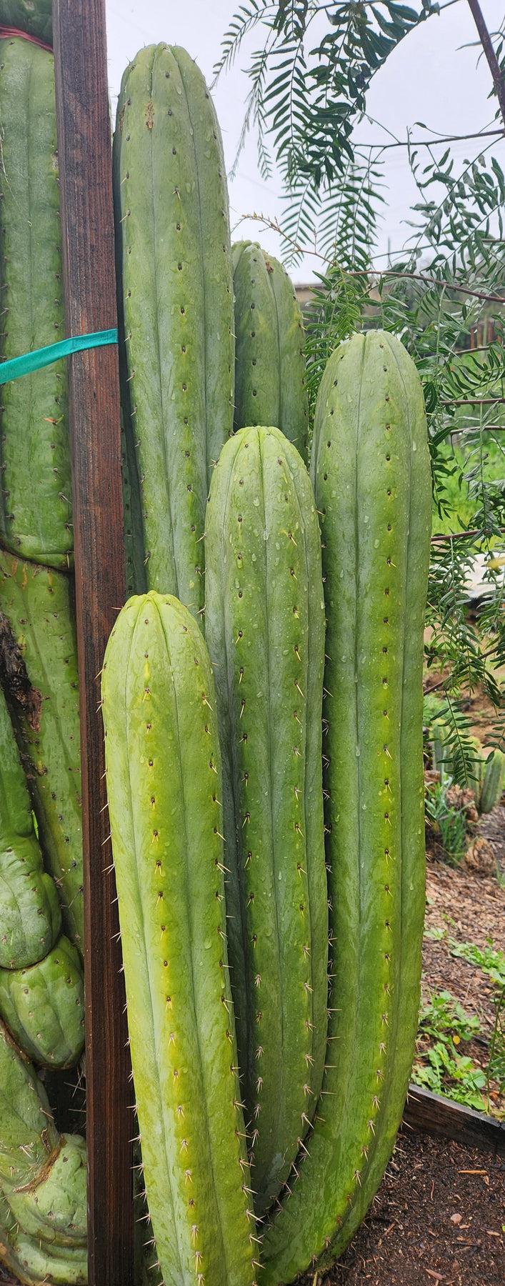 #EC240 EXACT Trichocereus Pachanoi  Nuestra Bonita Cactus Cutting 8-15"