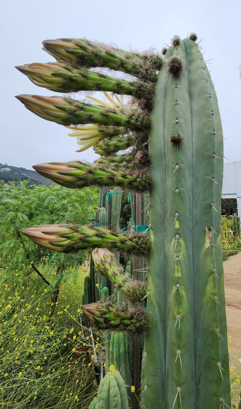 #EC240 EXACT Trichocereus Pachanoi  Nuestra Bonita Cactus Cutting 8-15"