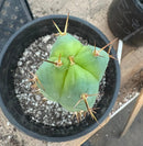 #EC241 EXACT Trichocereus Bridgesii Eileen X LumberJack 4 Rib Cactus 10”