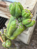 #EC242 EXACT Trichocereus Pachanoi PC LONG Cactus Cutting 32”