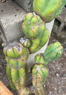 #EC242 EXACT Trichocereus Pachanoi PC LONG Cactus Cutting 32”