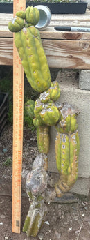 #EC242 EXACT Trichocereus Pachanoi PC LONG Cactus Cutting 32”
