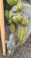 #EC242 EXACT Trichocereus Pachanoi PC LONG Cactus Cutting 32”