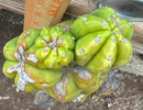 #EC242 EXACT Trichocereus Pachanoi PC LONG Cactus Cutting 32”