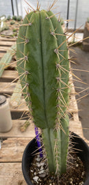 #EC244 EXACT Trichocereus Ornamental Cactus 14.5"