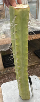 #EC246 EXACT Trichocereus Bridgesii Jiimz Twin Spine LONG Cactus Cuttings