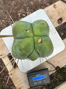 #EC246 EXACT Trichocereus Bridgesii Jiimz Twin Spine LONG Cactus Cuttings