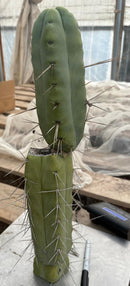 #EC246 EXACT Trichocereus Bridgesii Jiimz Twin Spine LONG Cactus Cuttings