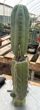 #EC246 EXACT Trichocereus Bridgesii Jiimz Twin Spine LONG Cactus Cuttings