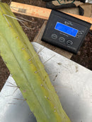 #EC246 EXACT Trichocereus Bridgesii Jiimz Twin Spine LONG Cactus Cuttings