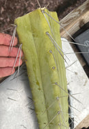 #EC246 EXACT Trichocereus Bridgesii Jiimz Twin Spine LONG Cactus Cuttings