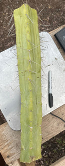 #EC246 EXACT Trichocereus Bridgesii Jiimz Twin Spine LONG Cactus Cuttings