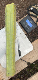 #EC246 EXACT Trichocereus Bridgesii Jiimz Twin Spine LONG Cactus Cuttings