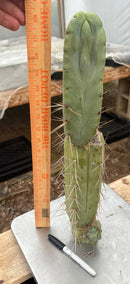 #EC246 EXACT Trichocereus Bridgesii Jiimz Twin Spine LONG Cactus Cuttings