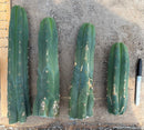 #EC247 EXACT Trichocereus Huanucoensis Jiimz Huanu/P7 Cactus Cuttings 10”