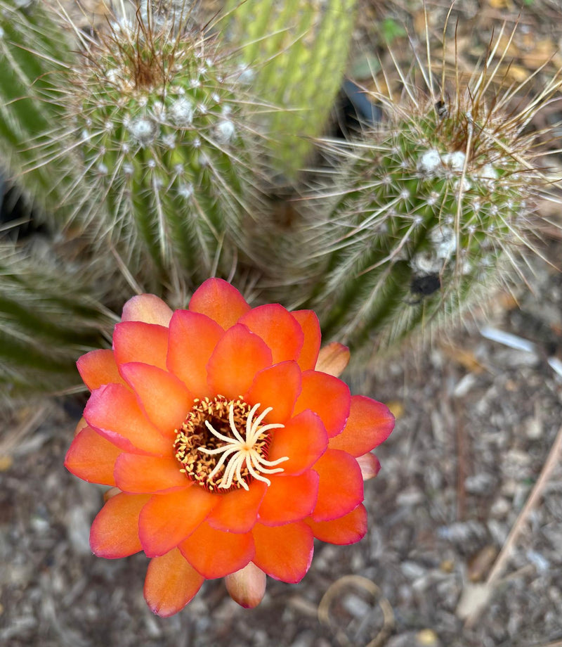 #EC248 EXACT Trichocereus Echinopsis Cherry Red Cactus Cutting 6”