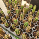 #EC249 EXACT - THREE Trichocereus Pachanoi OP Seedlings from New Zealand 4-5”