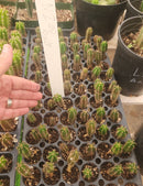 #EC249 EXACT - THREE Trichocereus Pachanoi OP Seedlings from New Zealand 4-5”
