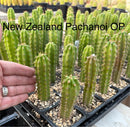 #EC249 EXACT - THREE Trichocereus Pachanoi OP Seedlings from New Zealand 4-5”