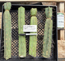 #EC252 EXACT Trichocereus Jiimz Bridgesii TLC Twin Spine Bargain Cactus Cutting Lot