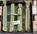 #EC252 EXACT Trichocereus Jiimz Bridgesii TLC Twin Spine Bargain Cactus Cutting Lot