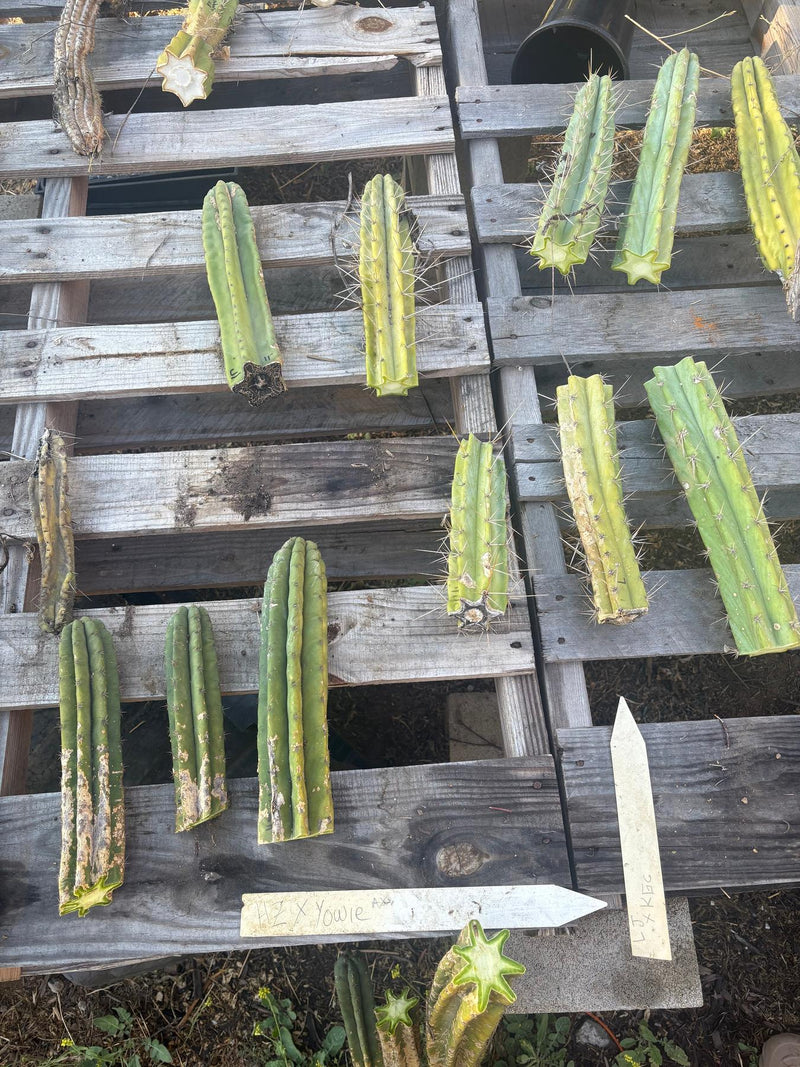 #EC254 Trichocereus MIXED TLC Bargain Cactus  CUTTING Lot 60”+