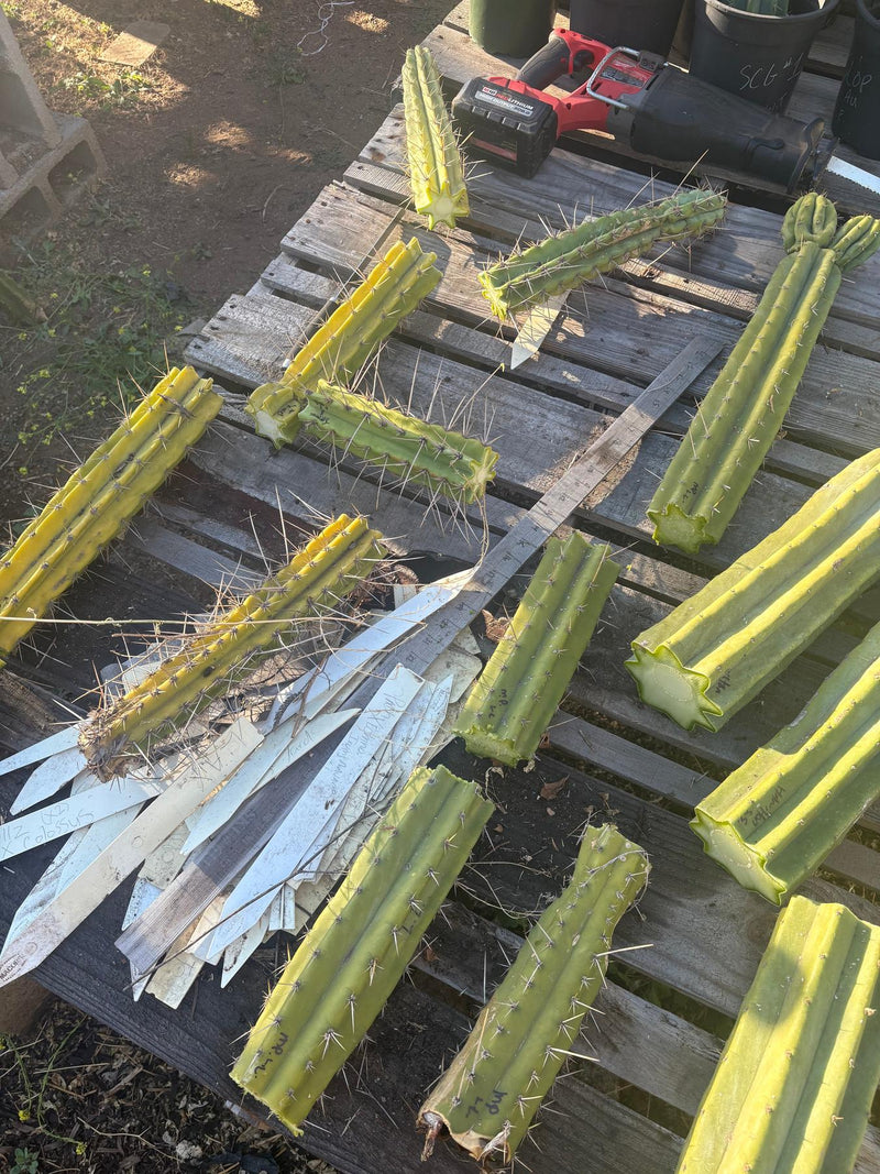 #EC254 Trichocereus MIXED TLC Bargain Cactus  CUTTING Lot 60”+