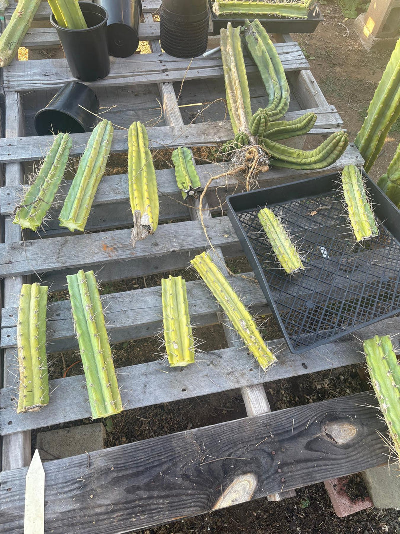#EC254 Trichocereus MIXED TLC Bargain Cactus  CUTTING Lot 60”+