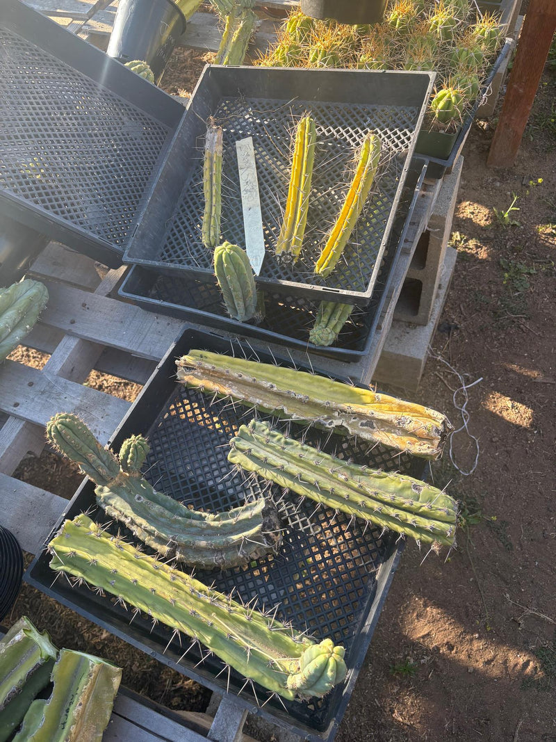 #EC254 Trichocereus MIXED TLC Bargain Cactus  CUTTING Lot 60”+