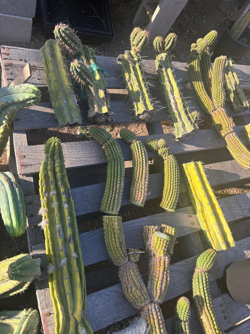 #EC254 Trichocereus MIXED TLC Bargain Cactus  CUTTING Lot 60”+