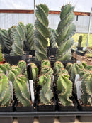 Cactus Spiral Cereus Spiralis 10-12 Inch Tall in 5 Inch Pot for Indoor or Outdoor Use by The Succulent Source