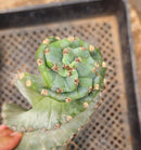 Cactus Spiral Cereus Spiralis 10-12 Inch Tall in 5 Inch Pot for Indoor or Outdoor Use by The Succulent Source