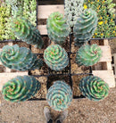 Cactus Spiral Cereus Spiralis 10-12 Inch Tall in 5 Inch Pot for Indoor or Outdoor Use by The Succulent Source