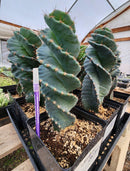 Cactus Spiral Cereus Spiralis 10-12 Inch Tall in 5 Inch Pot for Indoor or Outdoor Use by The Succulent Source