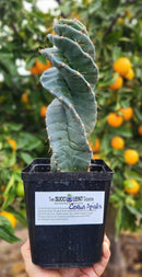 Cactus Spiral Cereus Spiralis 10-12 Inch Tall in 5 Inch Pot for Indoor or Outdoor Use by The Succulent Source