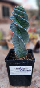 Cactus Spiral Cereus Spiralis 10-12 Inch Tall in 5 Inch Pot for Indoor or Outdoor Use by The Succulent Source