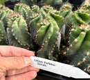 Cactus Spiral Cereus Spiralis 10-12 Inch Tall in 5 Inch Pot for Indoor or Outdoor Use by The Succulent Source