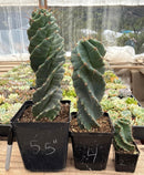 Cactus Spiral Cereus Spiralis 10-12 Inch Tall in 5 Inch Pot for Indoor or Outdoor Use