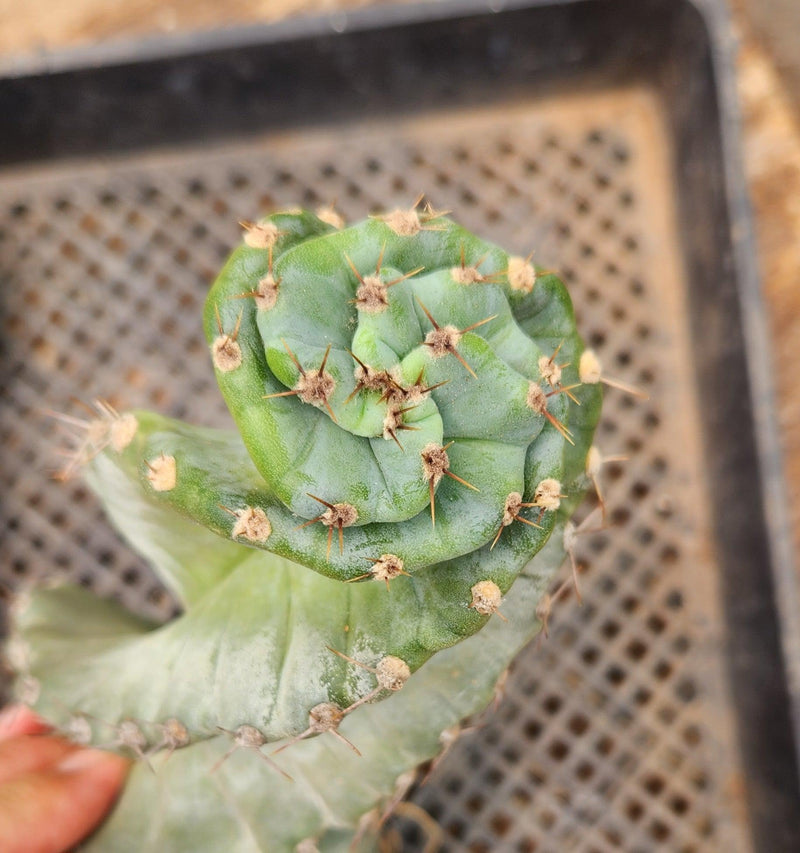 #EC257 EXACT Cereus Spiralis The Spiral Cactus 10-12” or so!